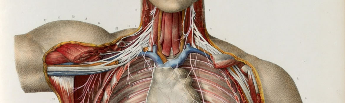 Traumatic Brachial Plexus Injuries